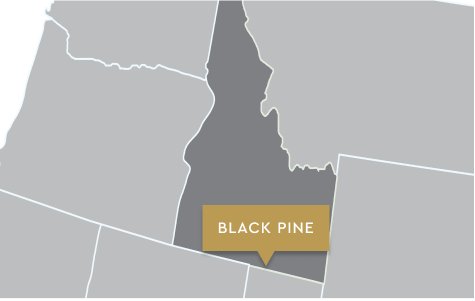 Black Pine